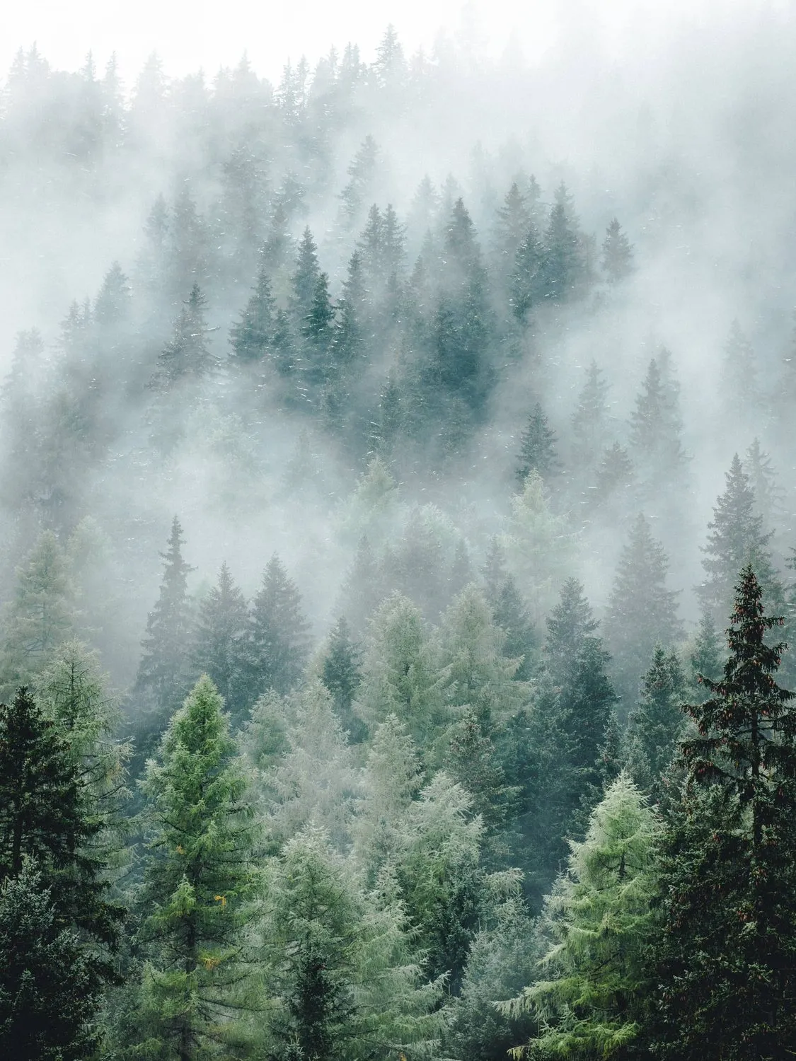 Une forêt de sapins noyée dans la brume